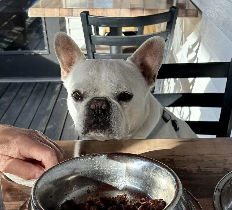 A dog enjoying a visit to the Bulldogs puppy porch